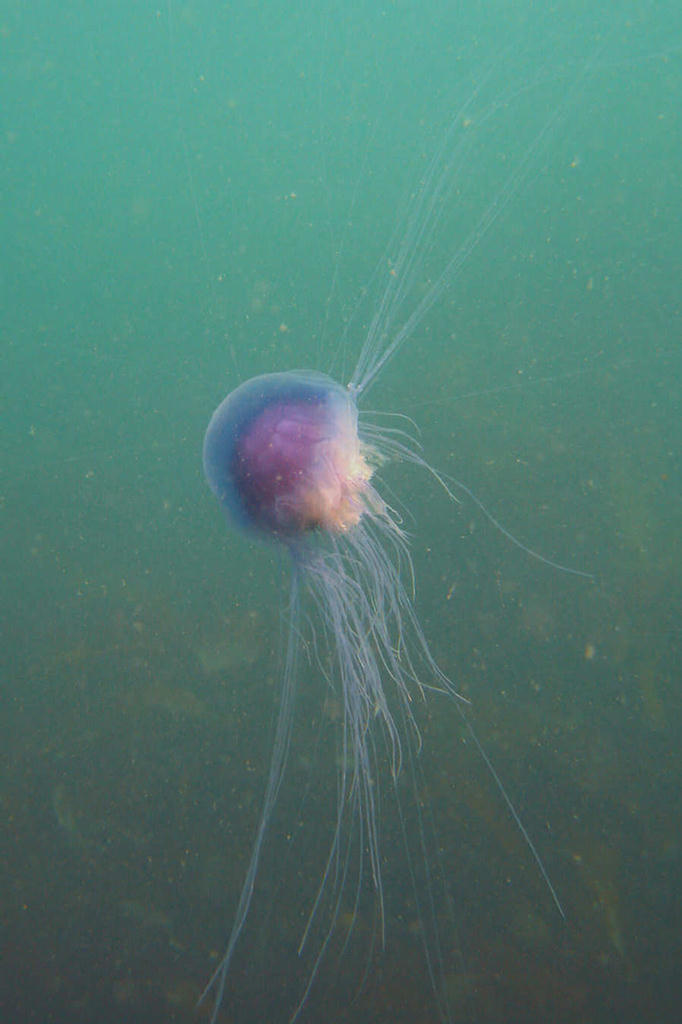 Cyanea lamarcki